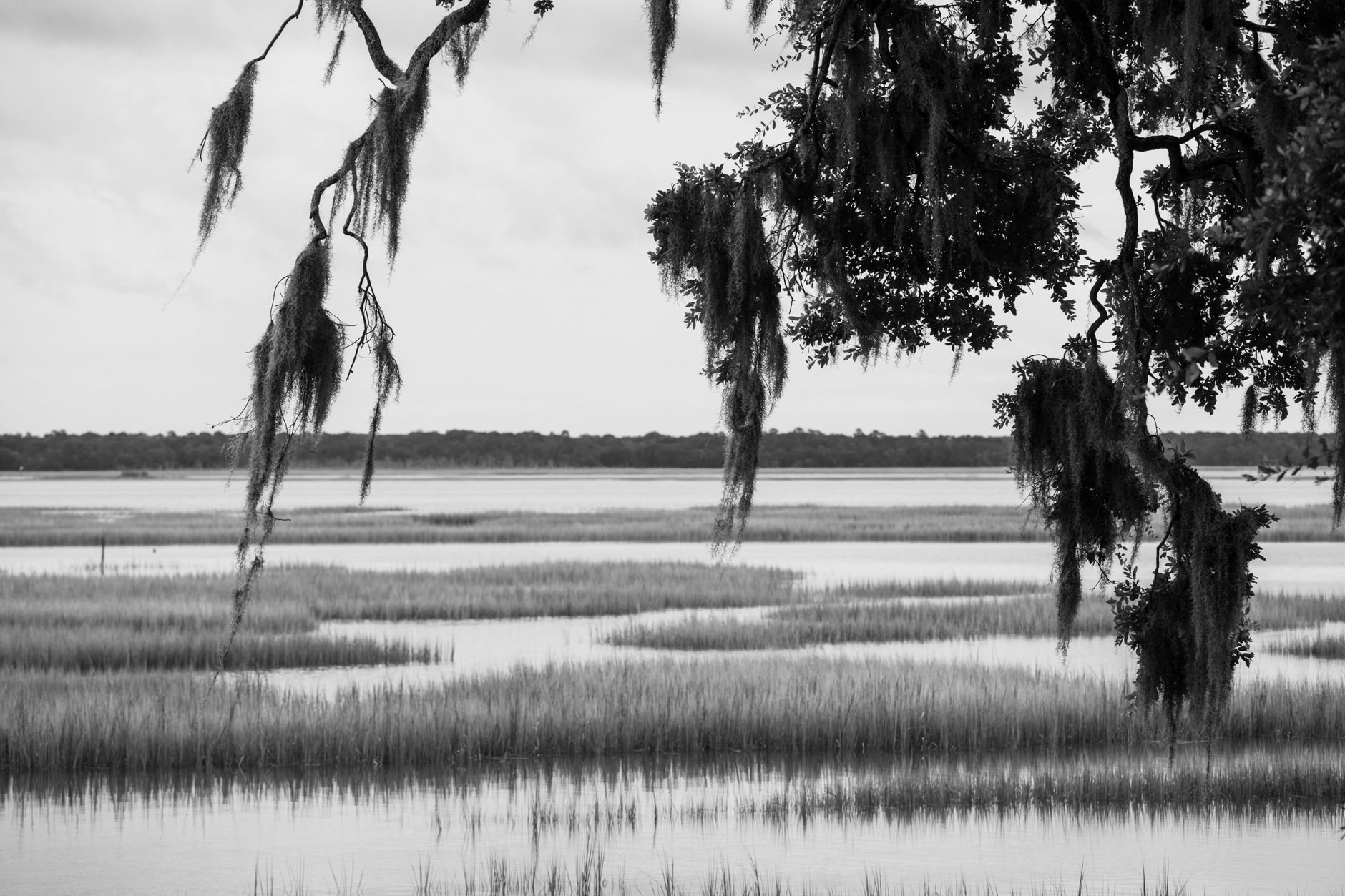 Tranquil Lowcountry marshland with hanging Spanish moss and still water.